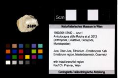Foto (Objekt + Etikett) von Ambulocapsa altilis (Robins et al., 2013)  (NHMW-GEO-1990-0041-2480)